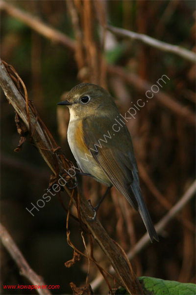 Red-flanked Bluetail